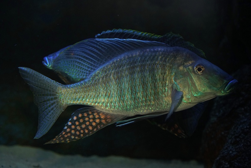 Taeniolethrinops praeorbitalis